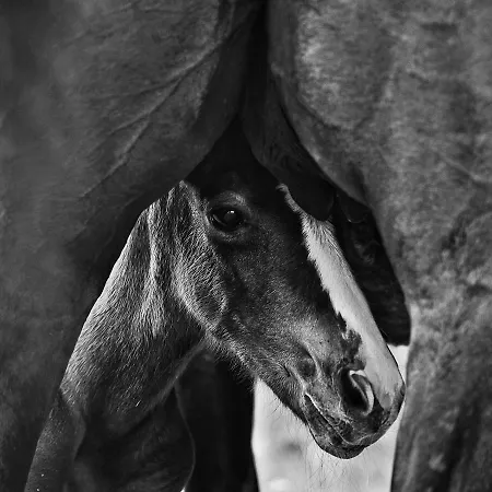 Agriturismo Croara Vecchia Gazzola Di Rivalta