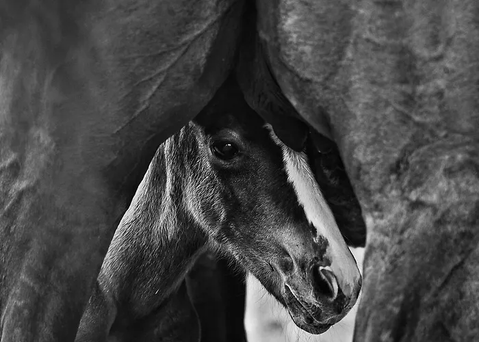 Agriturismo Croara Vecchia 가졸라 디 리발타